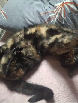 Katze, Schildpatt Mädchen - Allstedt