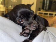 Kleine Mimi sucht liebevolles zu Hause - Berlin Reinickendorf