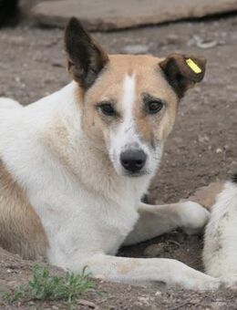 schüchterne CRINA sucht ihre Chance... - Kallmünz