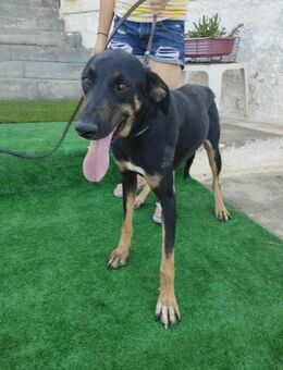 ♡Tyson♡ - sucht noch seine Menschen - Alfeld (Leine)