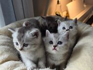 BKH reinrassige Kitten - Bad Oldesloe