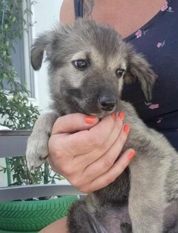 Taru von kettenlos - Bollingstedt