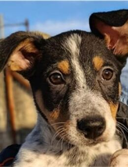 Sniker - lustiger Abenteurer - Mettmann