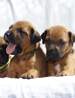 wunderschöne Rhodesian Ridgeback Welpen ! ! ! absolut vitale und einwandfreie kleine Engel - Lohheide