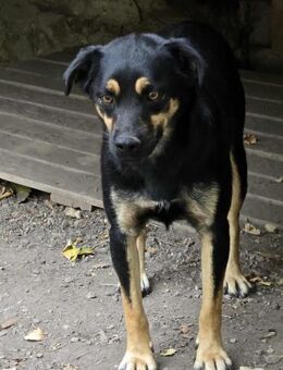 Verspielter KOVU = Hund mit Charme ♥️ - München