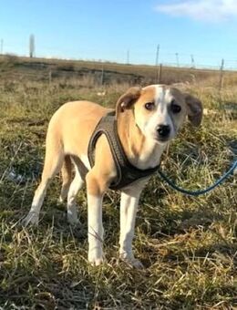 Hundekind - TALINA - - Kempen