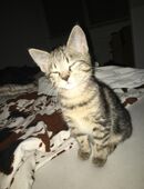 Mix kitten kater in 44649