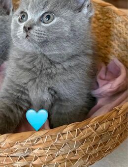 1 BKH (Britisch Kurzhaar) Kitten männlich reinrassig sucht neues zu Hause auf Lebenszeit - Gelsenkirchen Bismarck