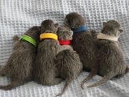 Reinrassige Russisch-Blau-Kitten abzugeben Abgabe ab 09.09.2025 - Uelversheim
