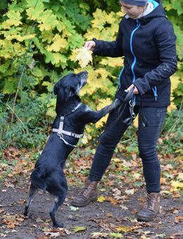 Unsere sehr verschmusten Labradormischlinge Patchworkfamile 2 Hündinnen 6,5 M und Rüde 11 Monate alt suchen noch ein Zuhause (Endgröße zwischen 50-60 cm ) - Angern
