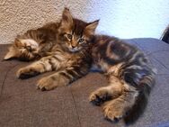 Main Coon Kitten - Waldstetten (Baden-Württemberg)