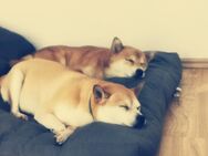 Shiba inu Michlings - Welpen - Wolgast