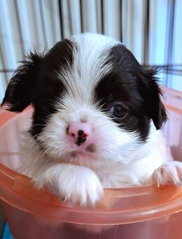 Süße Chihuahua Pekinese Mix Welpen - Groß Offenseth-Aspern
