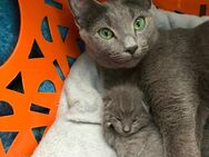 Reinrassige Russisch Blau Kitten - Dortmund Huckarde