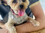 🩷Lara🩷 3-jährige Yorkshire Terrier - Kassel