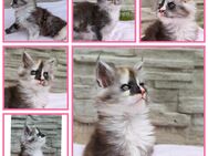 Wunderschönes Maine Coon Kitten - Bernburg (Saale)