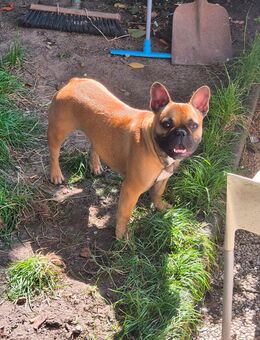 Süsse 9 Monate alte Französische Bulldogge - Mülheim (Ruhr)