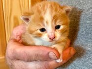 BKH Mix Kitten Kätzchen Katzenbaby - Itzgrund