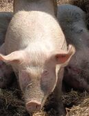 Schwein Sau Weidehaltung in 26487