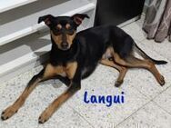 Langui intelligenter Familienhund 2/24ES - Ruppertsecken
