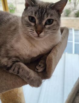 Hübsche Nebula sucht ihr neues Zuhause - Walluf