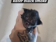 xxl maine coon kitten black smoke kater - Bad Kissingen