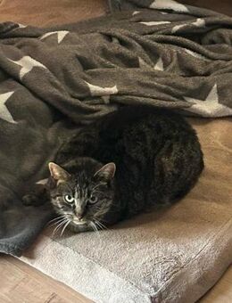 Faltynka sucht Ihr eigenes Zuhause - Hochheim (Main)