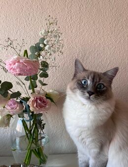 Einrassige Ragdoll-Katze Lori sucht ein liebevolles Zuhause (Wohnungskatze) - Münster
