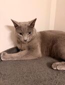 Russisch blau Kater in 86156