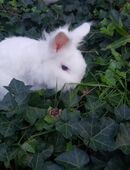 Liebevolles braves Zwergkaninchen Löwenköpfchen Männchen von Außenhaltung in 97337