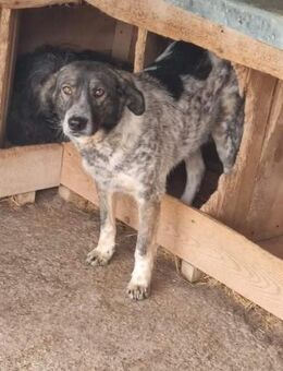 Ghandi sucht ein Traumzuhause - Neuberg