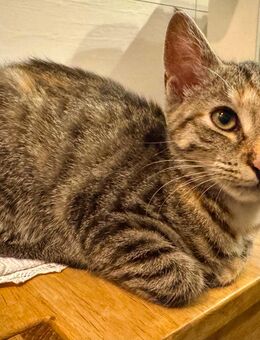 Katze / Kitten ab sofort abzugeben - Teuchern