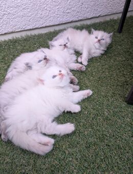 Zuckersüße Reinrassige Perserkitten - Leipzig