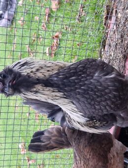 Hahn, Araucana, Araucana Mix - Pfaffenhofen (Roth)
