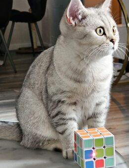 BKH Katze - Bremerhaven