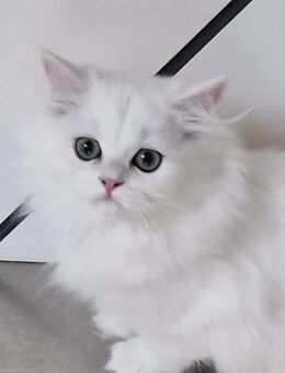 BKH und BLH Kitten Reinrassig mit Stammbaum - Wiesbaden Erbenheim