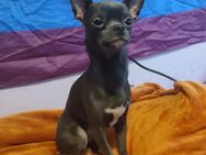 Chihuahua Blue Bietet sich an (Decken) - Düsseldorf