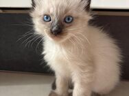 Siam katze - Duisburg