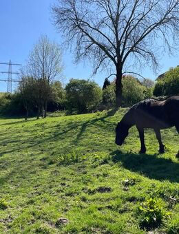 Mitten im Grünen: Zwei Häuser mit Stallungen und Nebengebäuden auf über 11.650m² - Arnsberg