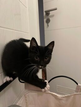 Noch 2 Kitten abzugeben! - Rostock Lichtenhagen