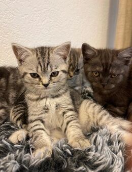 BKH Whiskas Baby Kitten - Mühlhausen-Ehingen