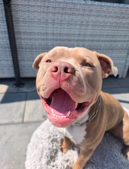 American Bully XL / Deckrüde - Kabelsketal
