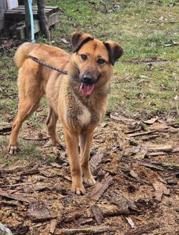 Klug sehr menschenbezogen sozial= KAYA♥️ - München