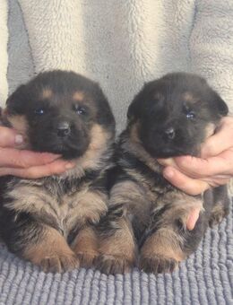 Dt.Schäferhund Welpen, SV, rote Papiere - Münchberg