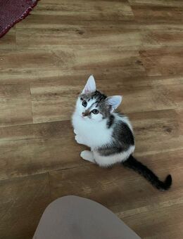 Mina sucht ein zu Hause für Immer - Lüneburg