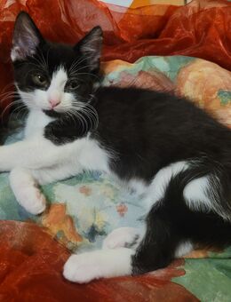 Kuschelweiche Seidenkätzchen - Ebersbach (Fils) Zentrum