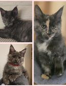 Maine Coon Kitten in 37412