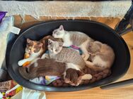 4 süße BKH Kitten - Hennef (Sieg)