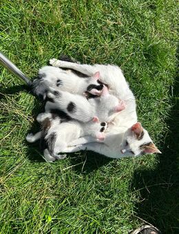 Katzen Babys, Kitten zu verkaufen - Augsburg