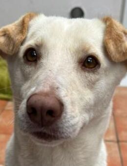 MALEEN-sanfte, wunderschöne Hündin,47cm - Rösrath